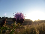 FZ019347 Flowers with morning dew.jpg